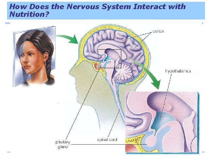 How Does the Nervous System Interact with Nutrition? 