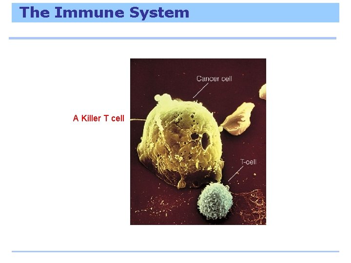 The Immune System A Killer T cell 