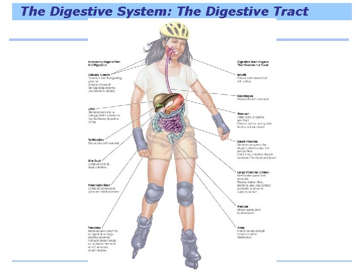 The Digestive System: The Digestive Tract 