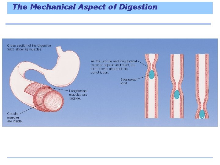 The Mechanical Aspect of Digestion 