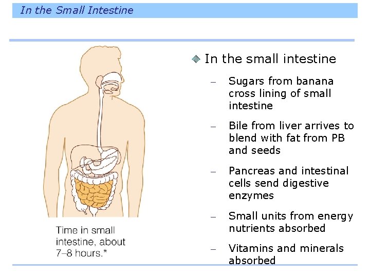 In the Small Intestine In the small intestine – Sugars from banana cross lining
