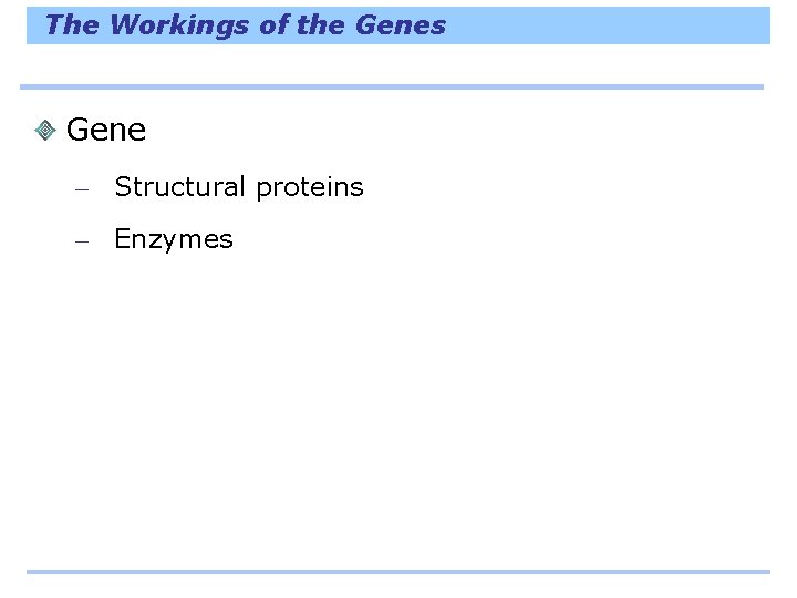 The Workings of the Genes Gene – Structural proteins – Enzymes 