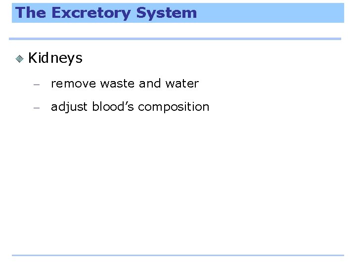 The Excretory System Kidneys – remove waste and water – adjust blood’s composition 