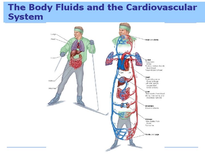 The Body Fluids and the Cardiovascular System 
