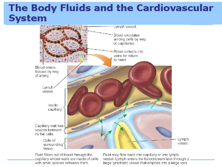 The Body Fluids and the Cardiovascular System 