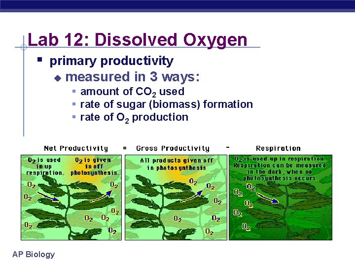 Lab 12: Dissolved Oxygen § primary productivity u measured in 3 ways: § amount