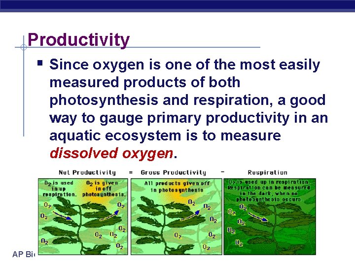 Productivity § Since oxygen is one of the most easily measured products of both