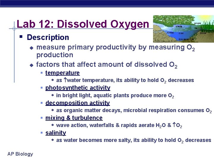Lab 12: Dissolved Oxygen § Description u u measure primary productivity by measuring O