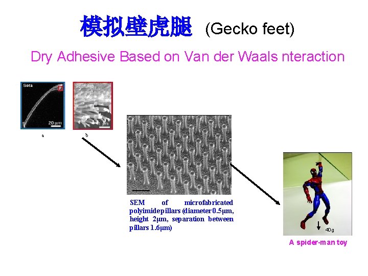 模拟壁虎腿 (Gecko feet) Dry Adhesive Based on Van der Waals nteraction a b SEM