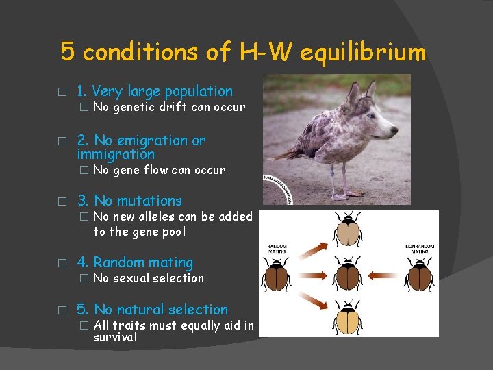 5 conditions of H-W equilibrium � 1. Very large population � 2. No emigration 5 conditions of H-W equilibrium � 1. Very large population � 2. No emigration