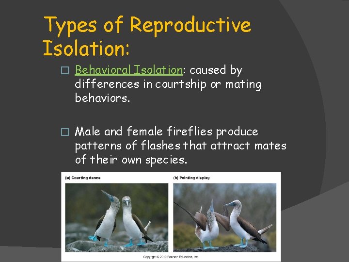 Types of Reproductive Isolation: � Behavioral Isolation: caused by differences in courtship or mating Types of Reproductive Isolation: � Behavioral Isolation: caused by differences in courtship or mating