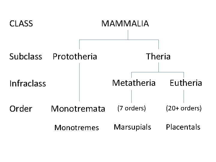 CLASS Subclass MAMMALIA Prototheria Metatheria Infraclass Order Theria Eutheria Monotremata (7 orders) (20+ orders)