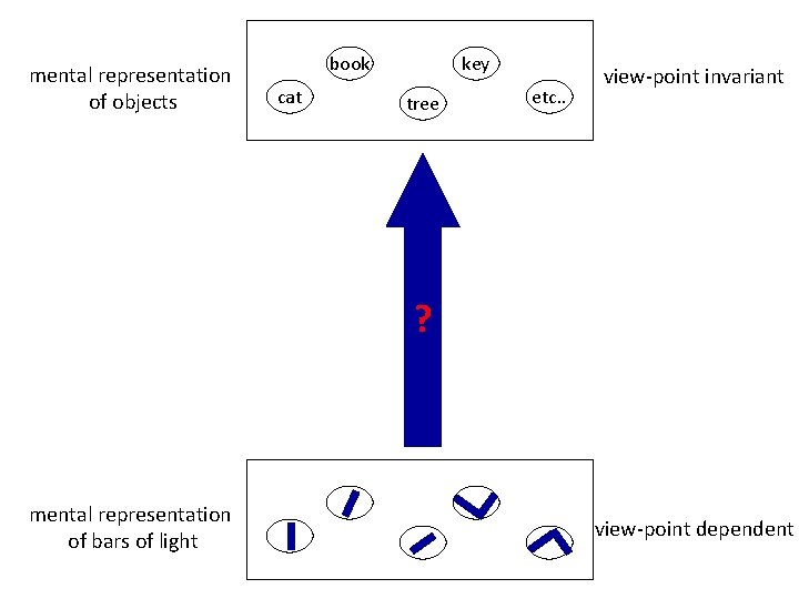 mental representation of objects book cat key tree etc. . view-point invariant ? mental