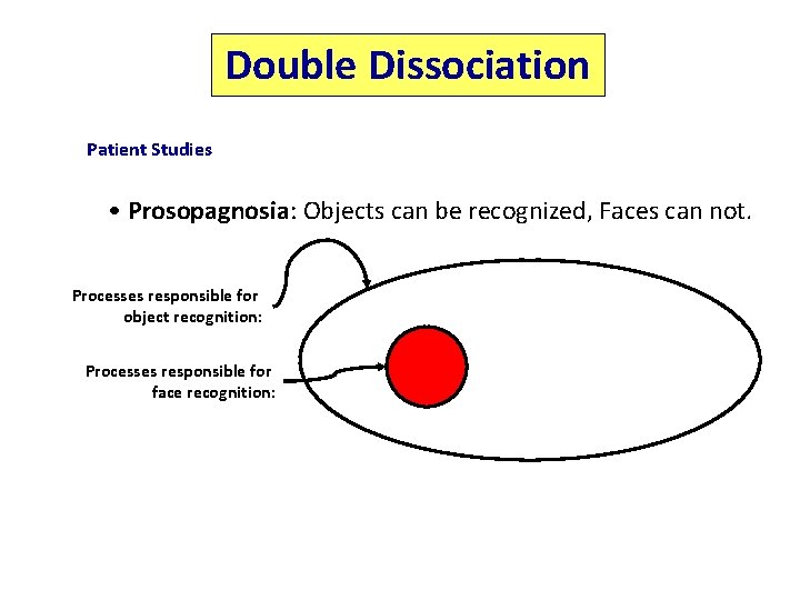 Double Dissociation Patient Studies • Prosopagnosia: Objects can be recognized, Faces can not. Processes