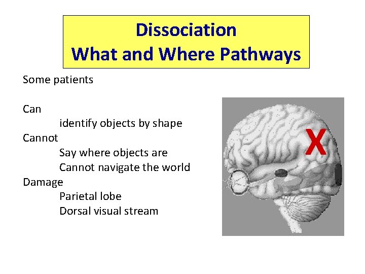 Dissociation What and Where Pathways Some patients Cannot identify objects by shape Say where