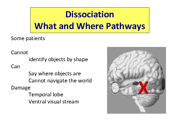 Dissociation What and Where Pathways Some patients Cannot Can identify objects by shape Say