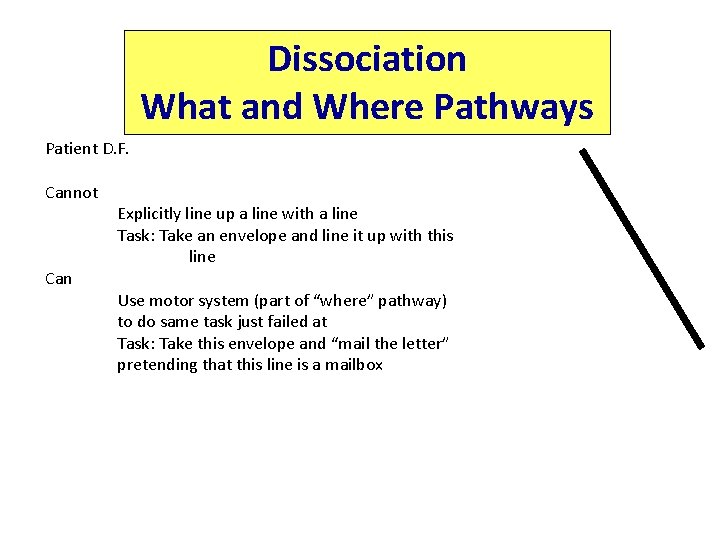 Dissociation What and Where Pathways Patient D. F. Cannot Can Explicitly line up a