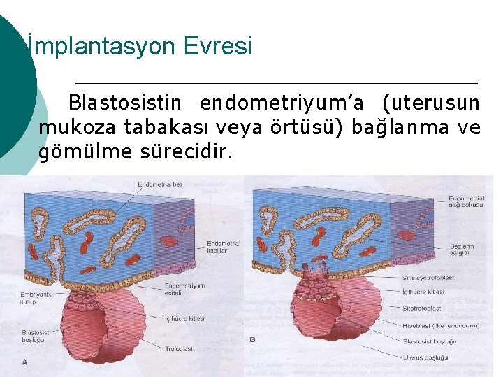 İmplantasyon Evresi Blastosistin endometriyum’a (uterusun mukoza tabakası veya örtüsü) bağlanma ve gömülme sürecidir. 