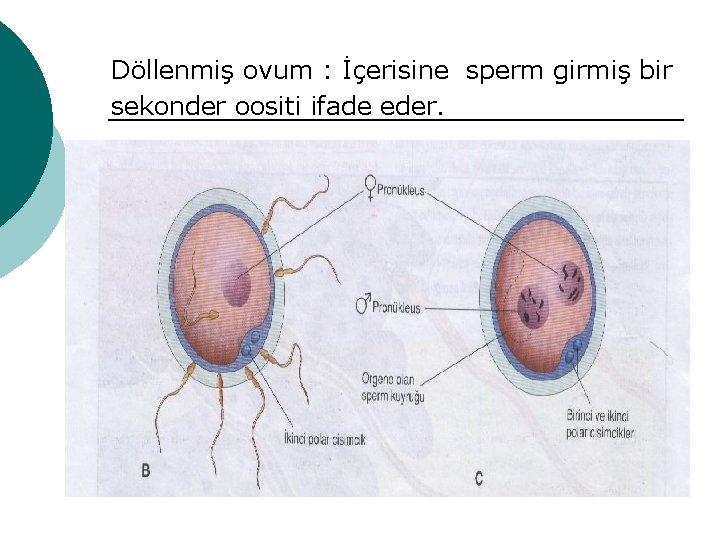 Döllenmiş ovum : İçerisine sperm girmiş bir sekonder oositi ifade eder. 