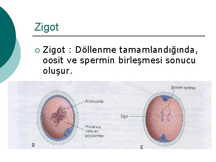 Zigot ¡ Zigot : Döllenme tamamlandığında, oosit ve spermin birleşmesi sonucu oluşur. 