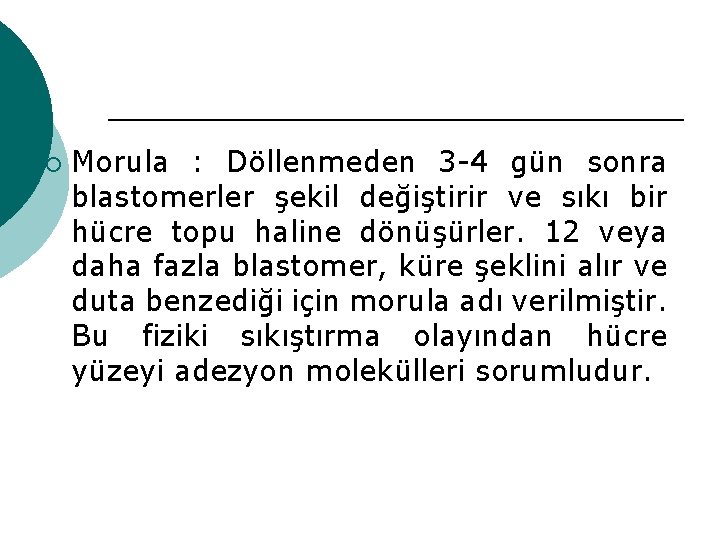 ¡ Morula : Döllenmeden 3 -4 gün sonra blastomerler şekil değiştirir ve sıkı bir