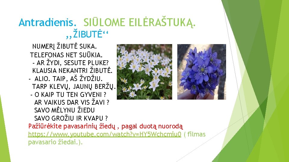 Antradienis. SIŪLOME EILĖRAŠTUKĄ. , , ŽIBUTĖ‘‘ NUMERĮ ŽIBUTĖ SUKA. TELEFONAS NET SUŪKIA. - AR