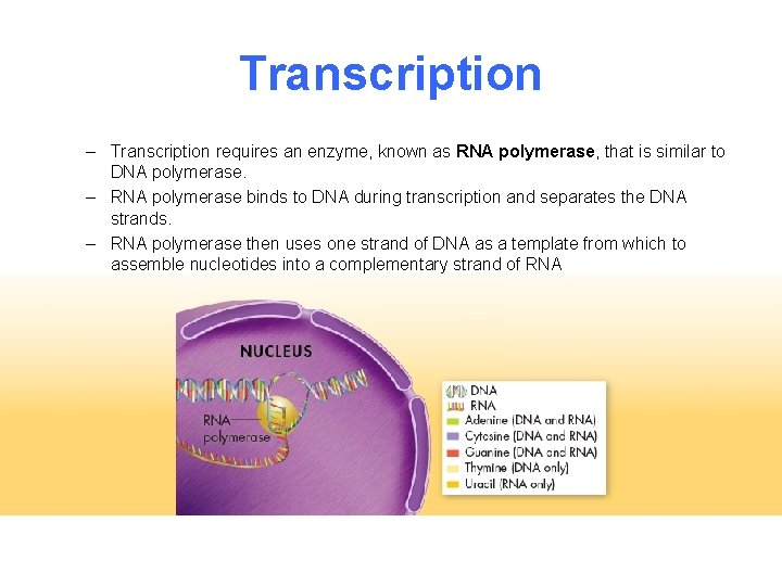Transcription – Transcription requires an enzyme, known as RNA polymerase, that is similar to