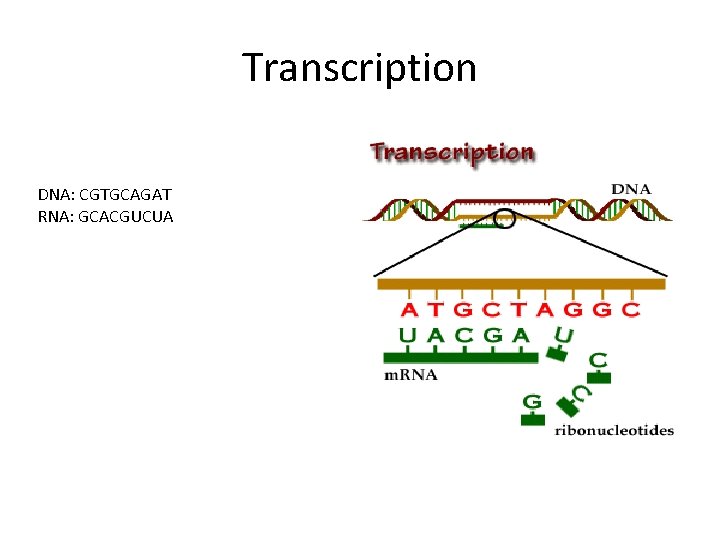 Transcription DNA: CGTGCAGAT RNA: GCACGUCUA 