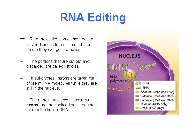 RNA Editing – RNA molecules sometimes require bits and pieces to be cut of