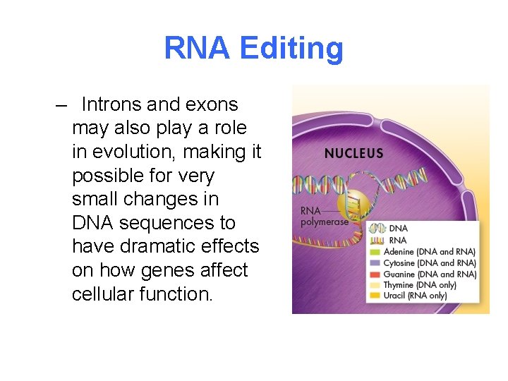 RNA Editing – Introns and exons may also play a role in evolution, making