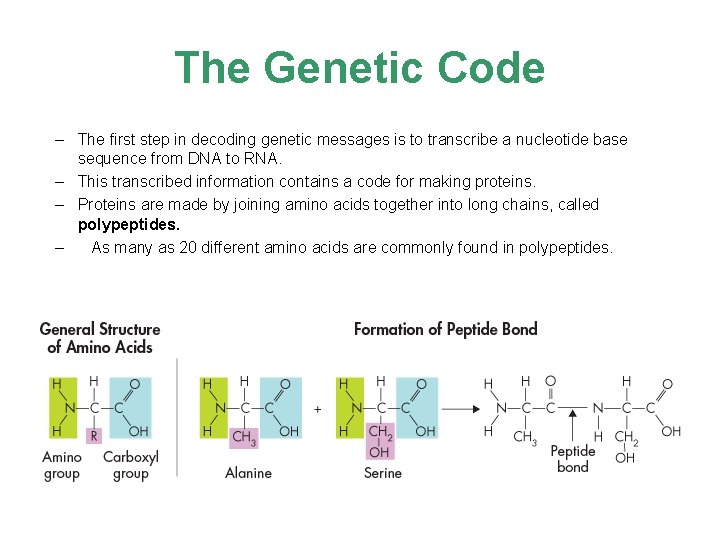The Genetic Code – The first step in decoding genetic messages is to transcribe