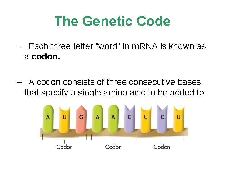 The Genetic Code – Each three-letter “word” in m. RNA is known as a