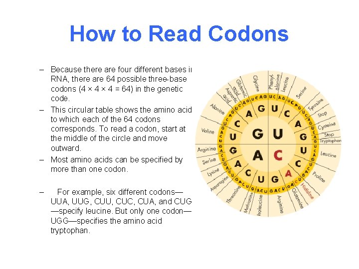 How to Read Codons – Because there are four different bases in RNA, there
