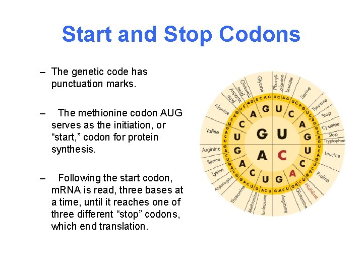 Start and Stop Codons – The genetic code has punctuation marks. – The methionine