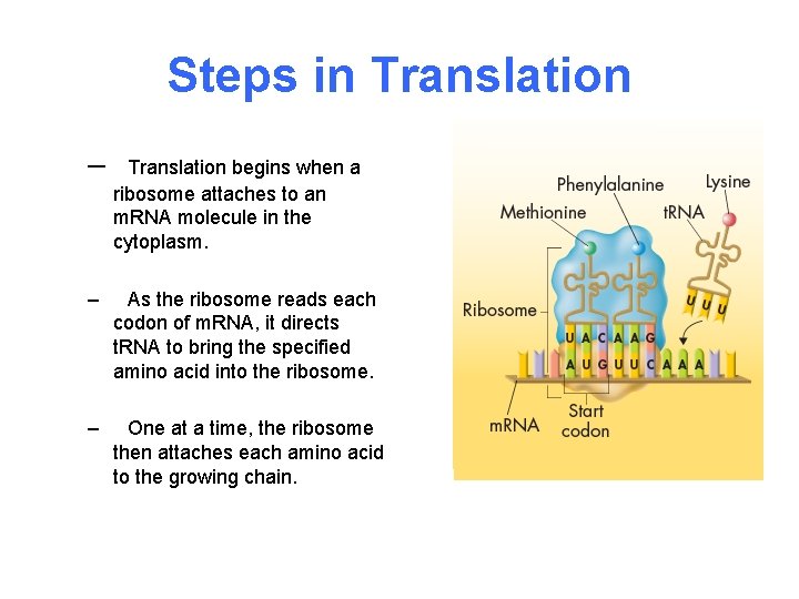 Steps in Translation – Translation begins when a ribosome attaches to an m. RNA