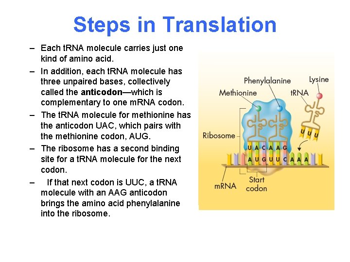 Steps in Translation – Each t. RNA molecule carries just one kind of amino
