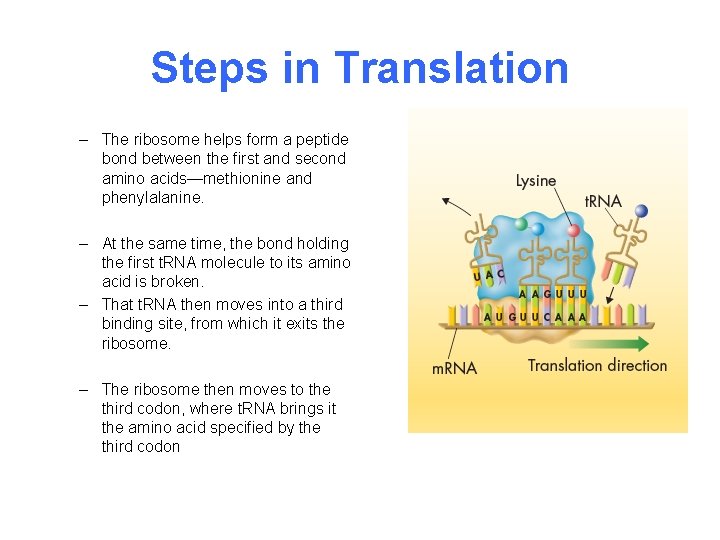 Steps in Translation – The ribosome helps form a peptide bond between the first