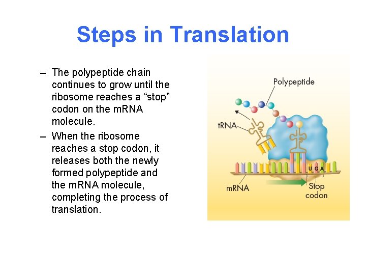 Steps in Translation – The polypeptide chain continues to grow until the ribosome reaches