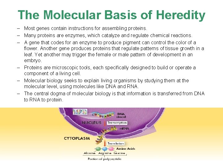 The Molecular Basis of Heredity – Most genes contain instructions for assembling proteins. –