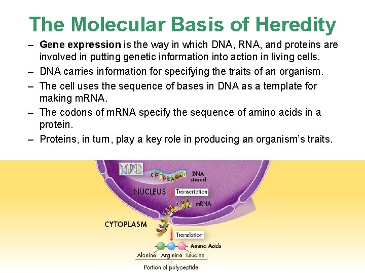 The Molecular Basis of Heredity – Gene expression is the way in which DNA,