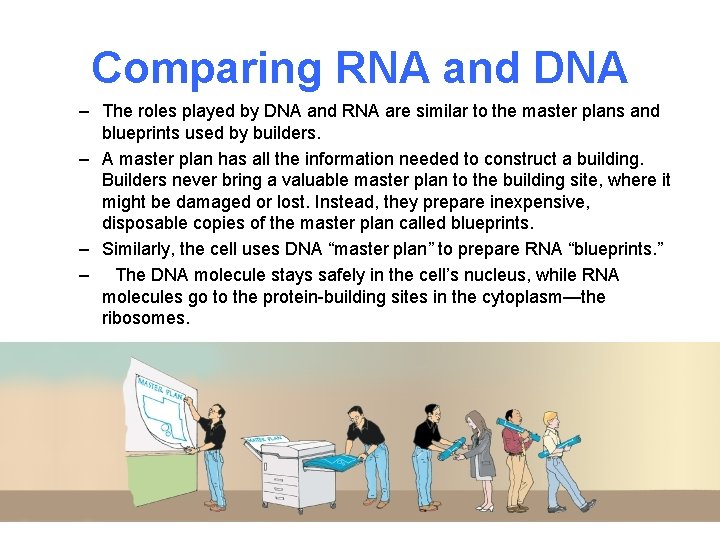 Comparing RNA and DNA – The roles played by DNA and RNA are similar