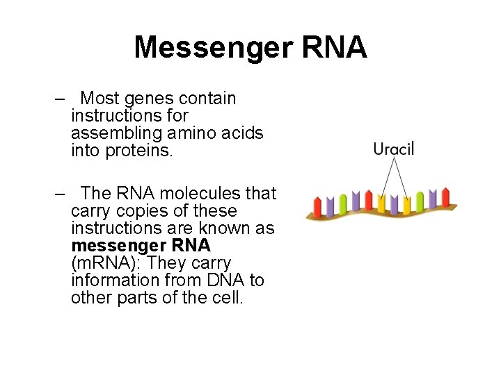Messenger RNA – Most genes contain instructions for assembling amino acids into proteins. –