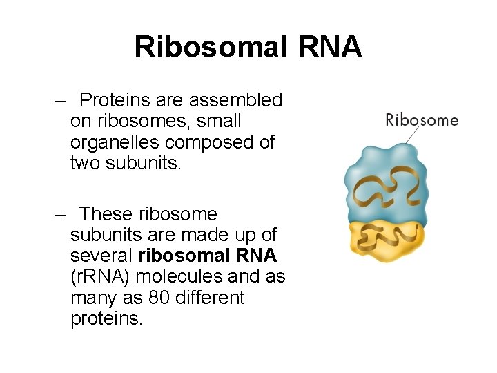 Ribosomal RNA – Proteins are assembled on ribosomes, small organelles composed of two subunits.