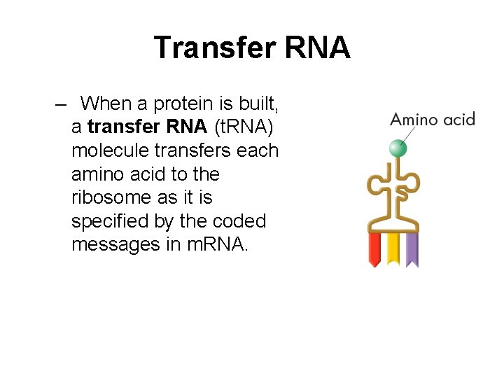 Transfer RNA – When a protein is built, a transfer RNA (t. RNA) molecule