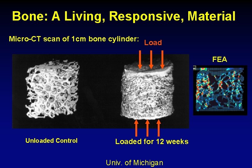 Bone: A Living, Responsive, Material Micro-CT scan of 1 cm bone cylinder: Load FEA