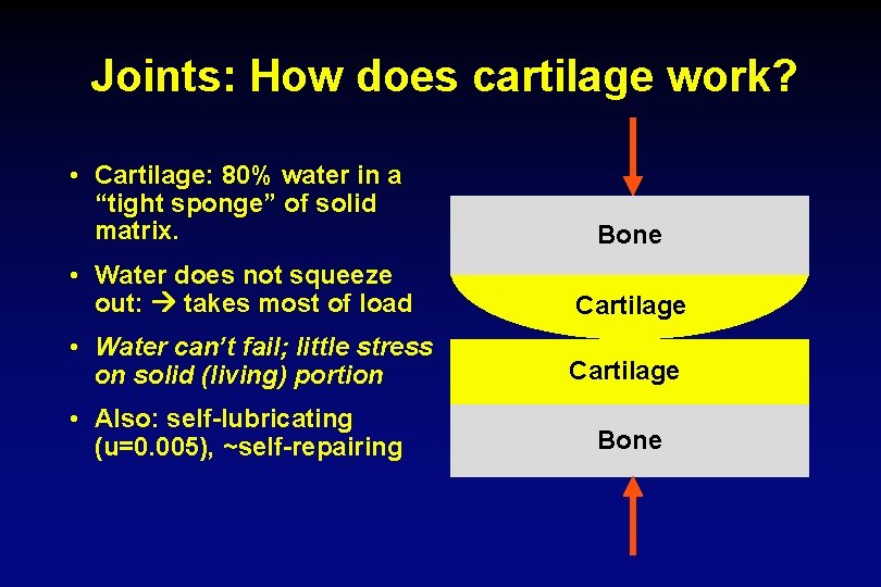 Joints: How does cartilage work? • Cartilage: 80% water in a “tight sponge” of