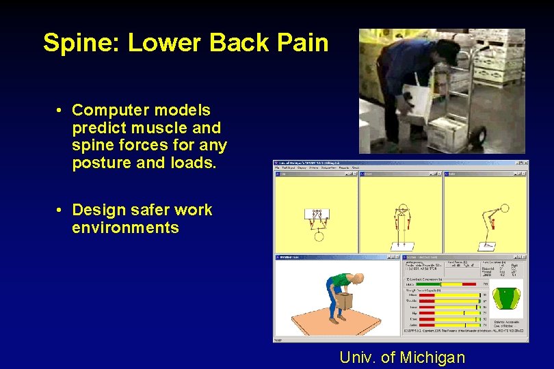 Spine: Lower Back Pain • Computer models predict muscle and spine forces for any