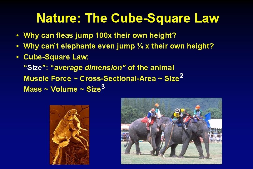 Nature: The Cube-Square Law • Why can fleas jump 100 x their own height?