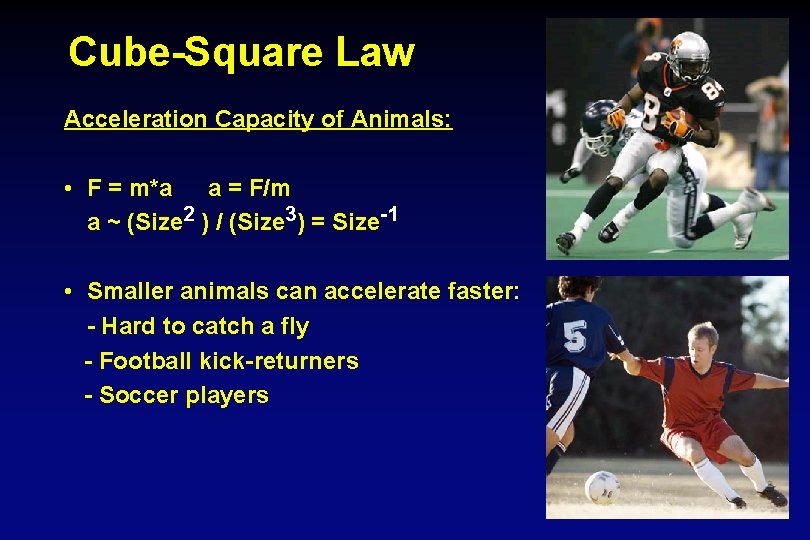 Cube-Square Law Acceleration Capacity of Animals: • F = m*a a = F/m a