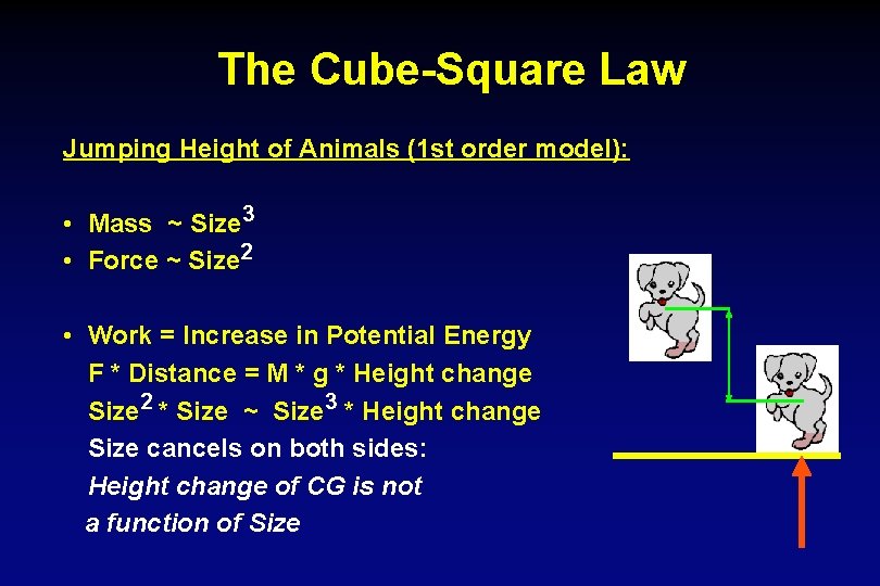 The Cube-Square Law Jumping Height of Animals (1 st order model): • Mass ~